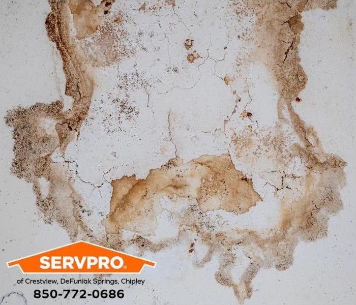 Mold grows on a water-stained wall.