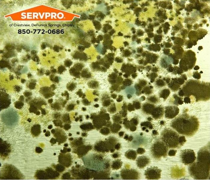 A closeup of a mold outbreak is shown.