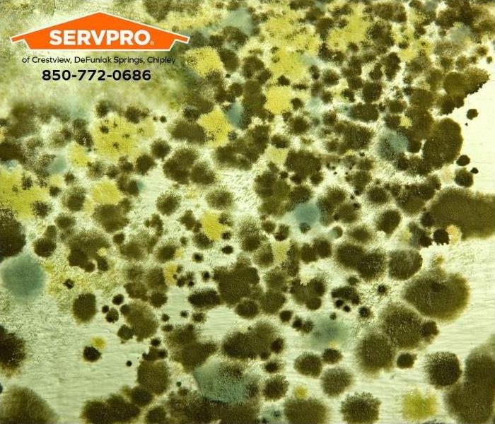 A closeup of a mold outbreak is shown.
