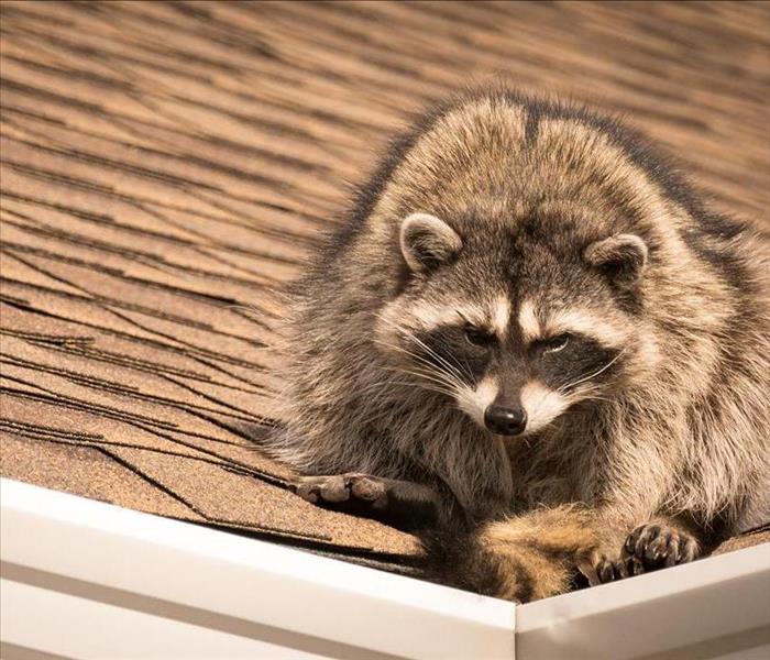 racoon perched on top of a roof 
